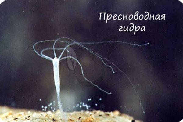 Kraken официальные зеркала